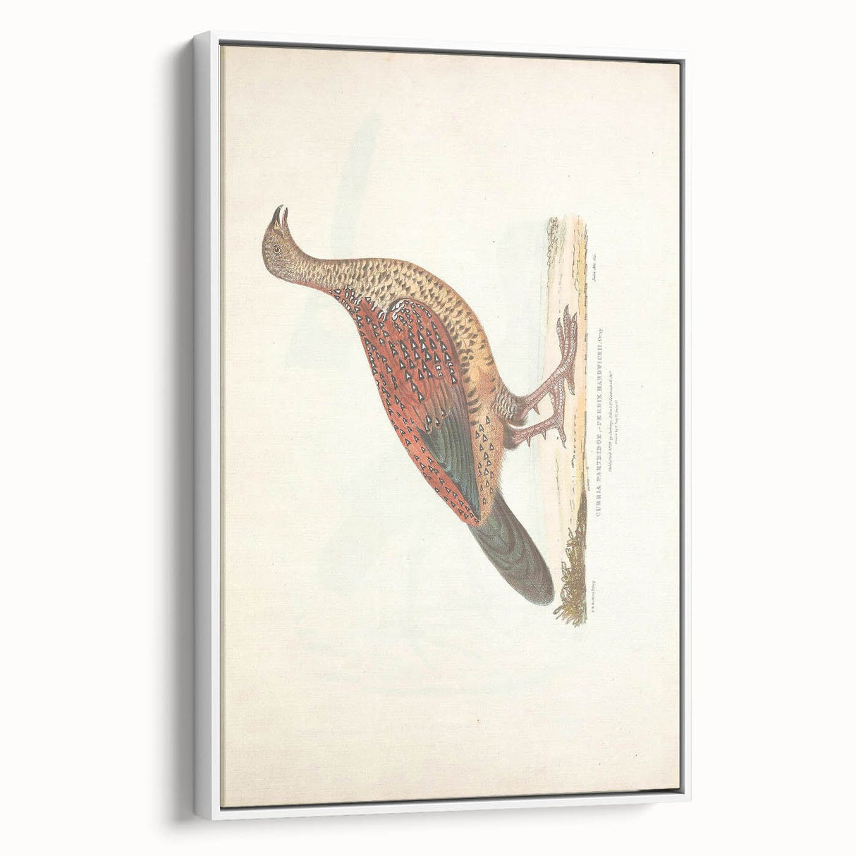 Vintage Animal Art - Curled Tail Pheasant Illustration Print