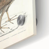 Vintage Animal Art - Javanese Peafowl & Concentric Pheasant Illustration Print