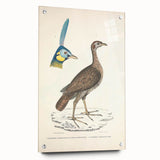 Vintage Animal Art - Javanese Peafowl & Concentric Pheasant Illustration Print