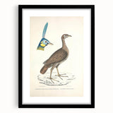 Vintage Animal Art - Javanese Peafowl & Concentric Pheasant Illustration Print