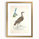 Vintage Animal Art - Javanese Peafowl & Concentric Pheasant Illustration Print