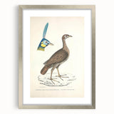 Vintage Animal Art - Javanese Peafowl & Concentric Pheasant Illustration Print