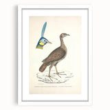 Vintage Animal Art - Javanese Peafowl & Concentric Pheasant Illustration Print