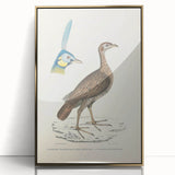 Vintage Animal Art - Javanese Peafowl & Concentric Pheasant Illustration Print