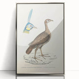 Vintage Animal Art - Javanese Peafowl & Concentric Pheasant Illustration Print