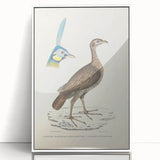 Vintage Animal Art - Javanese Peafowl & Concentric Pheasant Illustration Print