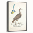 Vintage Animal Art - Javanese Peafowl & Concentric Pheasant Illustration Print