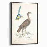 Vintage Animal Art - Javanese Peafowl & Concentric Pheasant Illustration Print