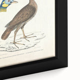 Vintage Animal Art - Javanese Peafowl & Concentric Pheasant Illustration Print