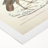 Vintage Animal Art - Javanese Peafowl & Concentric Pheasant Illustration Print