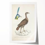 Vintage Animal Art - Javanese Peafowl & Concentric Pheasant Illustration Print