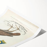 Vintage Animal Art - Javanese Peafowl & Concentric Pheasant Illustration Print