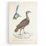 Vintage Animal Art - Javanese Peafowl & Concentric Pheasant Illustration Print