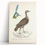 Vintage Animal Art - Javanese Peafowl & Concentric Pheasant Illustration Print