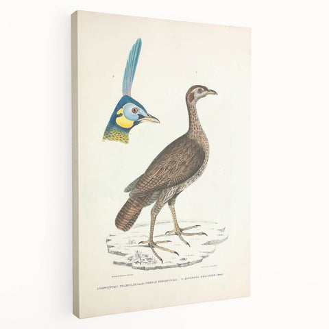 Vintage Animal Art - Javanese Peafowl & Concentric Pheasant Illustration Print
