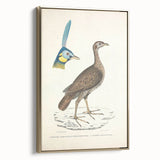 Vintage Animal Art - Javanese Peafowl & Concentric Pheasant Illustration Print