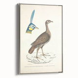 Vintage Animal Art - Javanese Peafowl & Concentric Pheasant Illustration Print