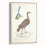 Vintage Animal Art - Javanese Peafowl & Concentric Pheasant Illustration Print