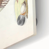 Vintage Animal Art - Quail Illustration Print