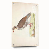 Vintage Animal Art - Quail Illustration Print