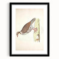 Vintage Animal Art - Quail Illustration Print