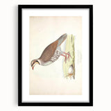 Vintage Animal Art - Quail Illustration Print