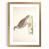 Vintage Animal Art - Quail Illustration Print