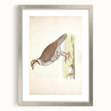 Vintage Animal Art - Quail Illustration Print