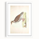 Vintage Animal Art - Quail Illustration Print