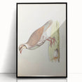 Vintage Animal Art - Quail Illustration Print