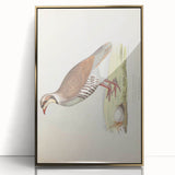 Vintage Animal Art - Quail Illustration Print