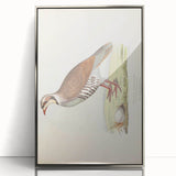 Vintage Animal Art - Quail Illustration Print
