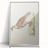 Vintage Animal Art - Quail Illustration Print
