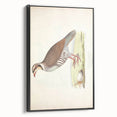 Vintage Animal Art - Quail Illustration Print