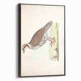 Vintage Animal Art - Quail Illustration Print