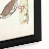 Vintage Animal Art - Quail Illustration Print