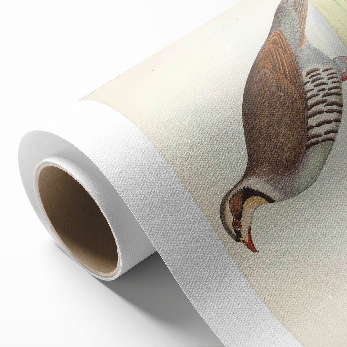 Vintage Animal Art - Quail Illustration Print