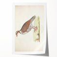 Vintage Animal Art - Quail Illustration Print