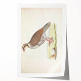 Vintage Animal Art - Quail Illustration Print