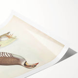 Vintage Animal Art - Quail Illustration Print