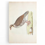Vintage Animal Art - Quail Illustration Print