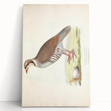 Vintage Animal Art - Quail Illustration Print