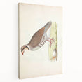 Vintage Animal Art - Quail Illustration Print