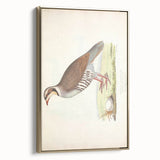 Vintage Animal Art - Quail Illustration Print