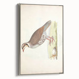 Vintage Animal Art - Quail Illustration Print