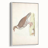 Vintage Animal Art - Quail Illustration Print