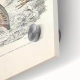 Vintage Animal Art - Francolin Pheasant Illustration Print