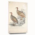 Vintage Animal Art - Francolin Pheasant Illustration Print