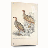 Vintage Animal Art - Francolin Pheasant Illustration Print