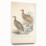 Vintage Animal Art - Francolin Pheasant Illustration Print